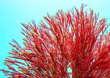 Mitolyn Haematococcus Astaxanthin